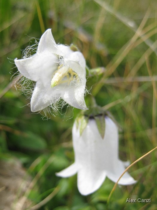 campanula barbata albina 1.jpg - Campanula Barbata albina